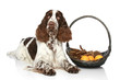 Springer Spaniel lies with basket of fruit Springer Spaniel lies with basket of fruit