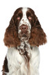 English Springer Spaniel. Close-up portrait English Springer Spaniel. Close-up portrait
