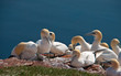 Mehrere Basstölpel auf einem Felsen (Morus Bassanus) Mehrere Basstölpel auf einem Felsen (Morus Bassanus)