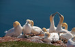 Mehrere Basstölpel auf einem Felsen (Morus Bassanus)