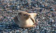 Kegelrobbe auf Helgoland (Halichoerus Grypus) Kegelrobbe auf Helgoland (Halichoerus Grypus)