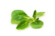 Feldsalat
