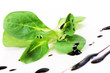 Feldsalat