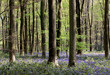 WOODLAND NATURE BLUEBELLS WOODLAND NATURE BLUEBELLS