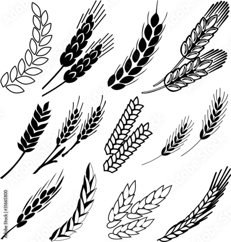 Vector: wheat ears wheat ears