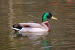 canard colvert dans l'eau canard colvert dans l'eau