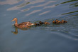 canards
