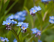 forget me not