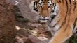 (1254b) A Day at the Zoo Series Bengal Tiger Prowling Enclosure