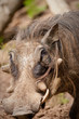 Warthog