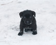 Black puppy schnauzer
