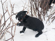 Black puppy schnauzer