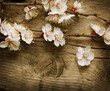 Spring Blossom over wooden background