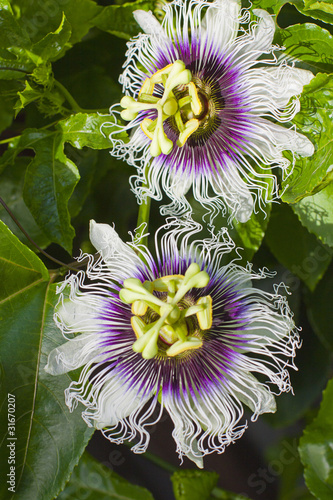 Photo: passionfruit flower passionfruit flower