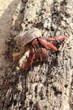 Red Legged Hermit Crab in Mexico beach sand Red Legged Hermit Crab in Mexico beach sand