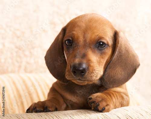 Photo: dachshund dog puppy dachshund dog puppy