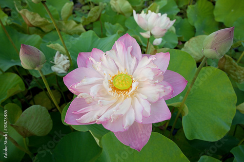 Photo: Pink waterlily Pink waterlily