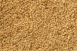 Barley Rice Malt