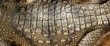 Alive Crocodile real skin macro texture detail Alive Crocodile real skin macro texture detail