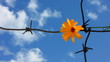 The Flower and barbed wire.