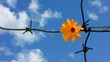 The Flower and barbed wire.