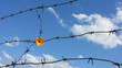Barbed wire on the blue sky background.