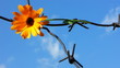 The Flower and barbed wire.