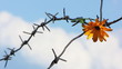 The Flower and barbed wire.