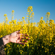 agriculteur champ de colza
