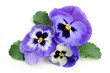 Foto: Pansy Pansy