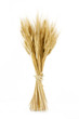 grano