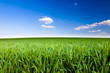Green field and blue sky