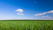 Foto: Green field and blue sky Green field and blue sky