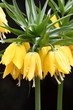Fritillaria imperialis (Crown Imperial)