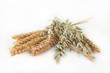 Foto: Weizen und Hafer Weizen und Hafer