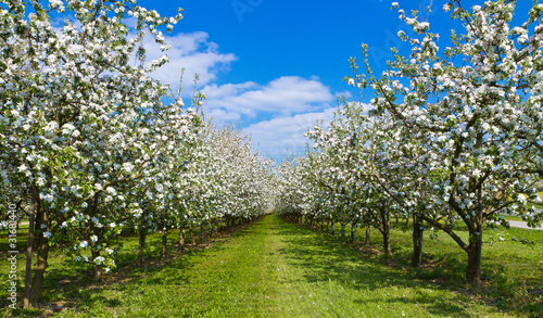 Foto: Obstwiese Obstwiese