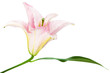 pink lily pink lily