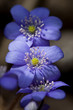 Anemone hepatica