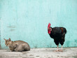 Rooster sneaking up on a sleeping cat Rooster sneaking up on a sleeping cat