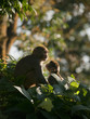 A macaque family showing affection for eachother A macaque family showing affection for eachother