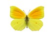 Cleopatrafalter