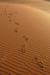 Sahara Desert