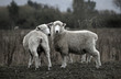 sheep grazing