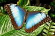 Blue Morpho Butterfly