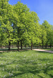 Frühlingsgrün