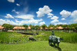 Asiatic water buffalo Asiatic water buffalo