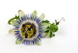 Passiflora 4