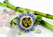 Passiflora 3