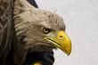 White-tailed eagle (Haliaeetus albicilla)