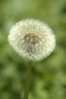 Löwenzahn Pusteblume